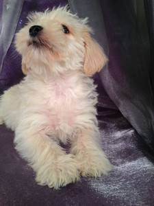 Female Miniature schnoodle Puppy #2|We have schnoodle Puppies for sale at lower Prices then Most Schnoodle Breeders in Providence RI and Newark NJ 